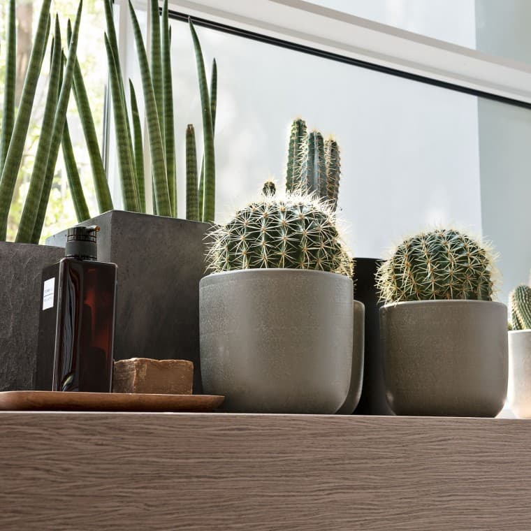 Verschillende planten staan op een vensterbank Verschillende planten staan op een vensterbank