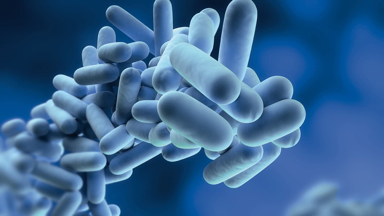 Legionella Legionella
