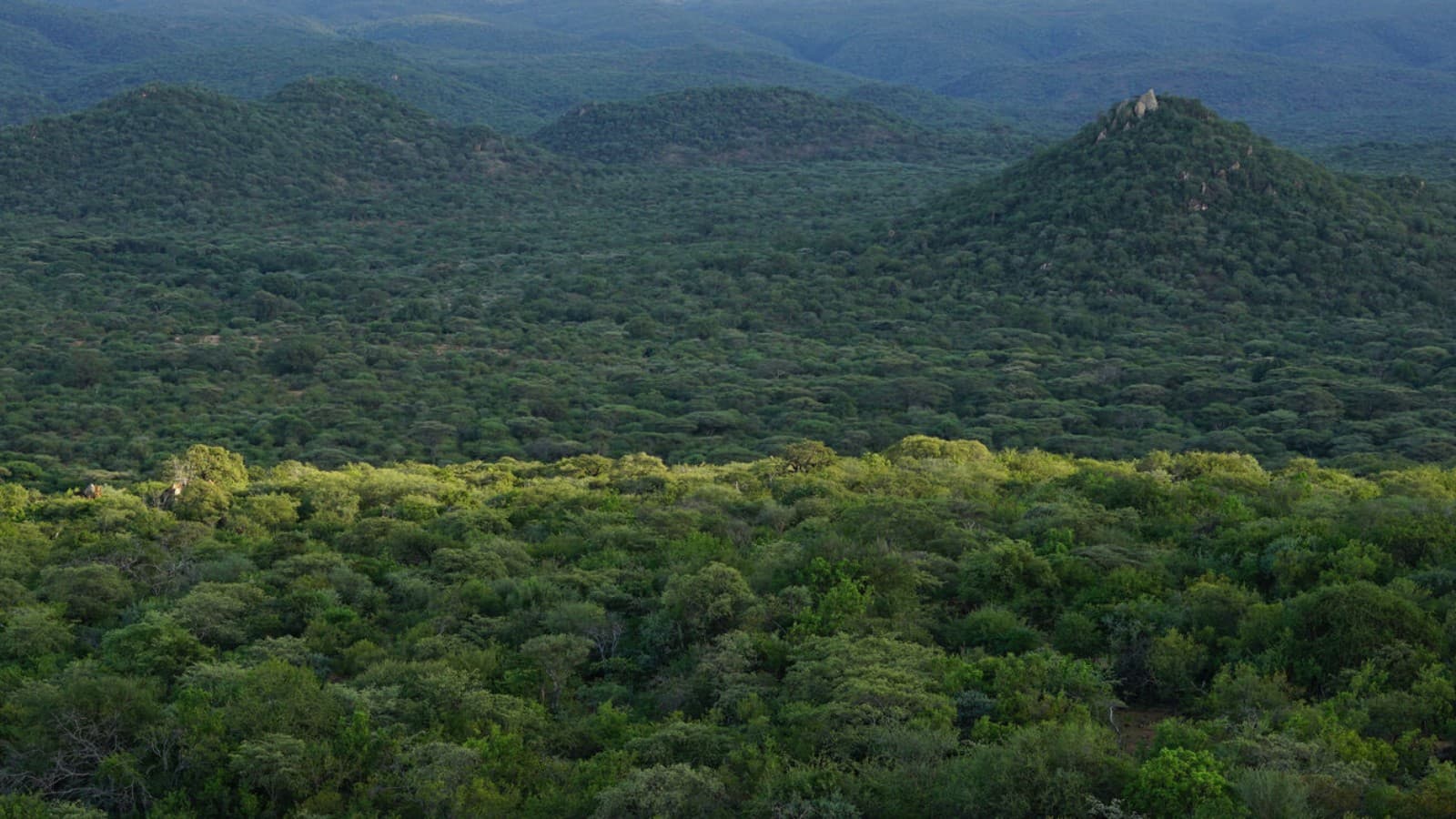 Bosbeschermingsproject Bosbeschermingsproject